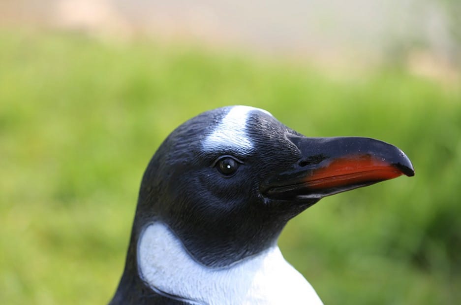 penguin eyes